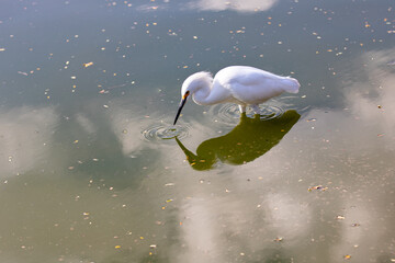 Little Egret (Egretta thula) fishing in the lake with reflection
