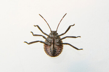 Sucking tick Macro photo on human skin. Ixodes ricinus. Bloated parasite bitten into pink irritated epidermis. Small red drops. Dangerous insect mite. Encephalitis, Lyme disease infection.    