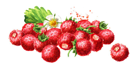 Obraz na płótnie Canvas Heap of Wild forest strawberries. Fresh berries with leaves. Hand drawn watercolor illustration , isolated on white background