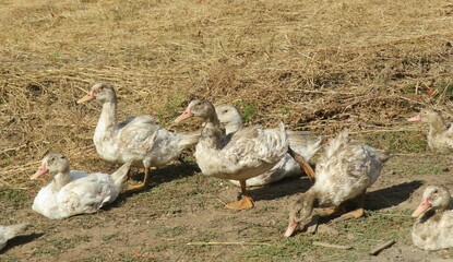 European domestic ducks on the farm, closeup