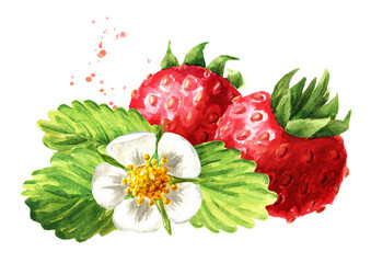 Ripe berriies with flower  Wild forest strawberries. Watercolor hand drawn  illustration, isolated on white background
