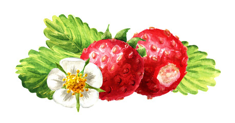 Ripe berriies with flower Wild forest strawberries. Watercolor hand drawn  illustration, isolated on white background