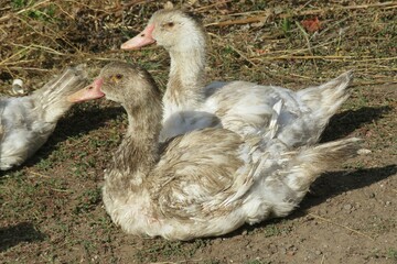 European domestic ducks on the farm, closeup