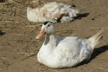 European domestic ducks on the farm, closeup