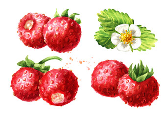 Wild forest strawberries compositions set. Fresh berries with leaves . Hand drawn watercolor illustration  isolated on white background