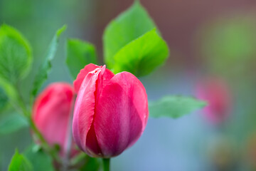 Pink tulips grow in the garden. Summer blurred background.