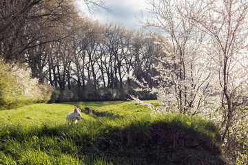 Pies, biały owczarek szwajcarski w trawie wiosną - obrazy, fototapety, plakaty