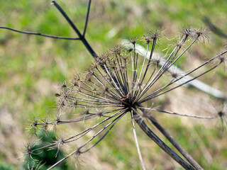 Umbrella flower borschevik sosnovsky died after the winter. A poisonous plant, a weed. dangerous plant