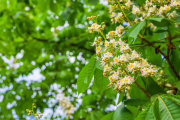 Inflorescence with white flowers of the horse chestnut tree with green leaves on the blue sky background