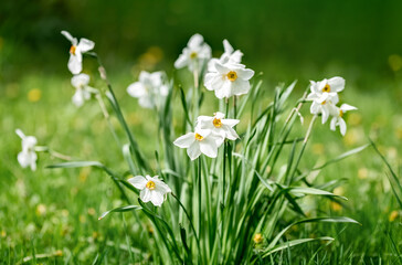 Obraz premium White daffodils on a green natural background. Spring flowers. Summer background.