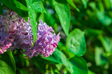 Fototapeta premium Blooming purple lilac flower with green leaf trembling in the slight breeze after rain. Natural lilac flower background, macro, close-up, static camera.