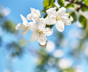 Flowers of an apple tree