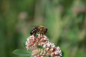macro photo of bee collecting honey from a flower