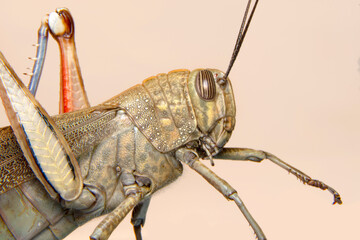 Extreme macro  shots, Beautiful Grasshopper macro