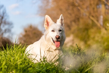 Pies, biały owczarek szwajcarski w trawie wiosną