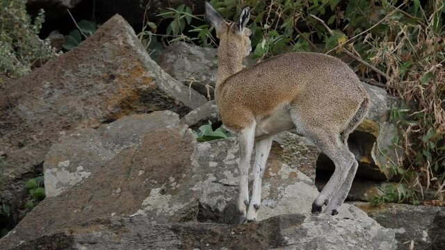 Klipspringer Antelope in its natural environment