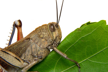Extreme macro  shots, Beautiful Grasshopper macro