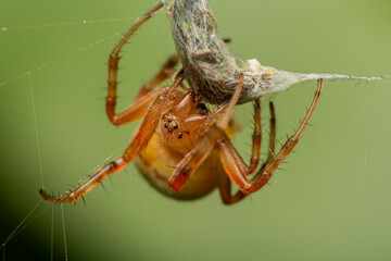 spider with their meal