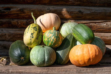 Group of sunlit ripe sweet different kind of pumpkins on bright sunlight. Autumnal harvest of...