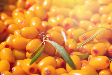 Many sour ripe orange colored berries of sea buckthorn. Pattern made of juicy seasonal berries, source of vitamin C
