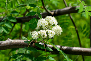 Rowan blossoms. Rowan flowers on a tree among green leaves