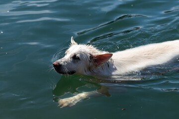Pies pływa w wodzie, biały owczarek szwajcarski pływa - obrazy, fototapety, plakaty