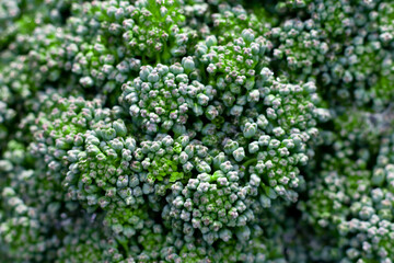 Broccoli tiny inflorescences. Extremely close up macro photo of cauliflower.