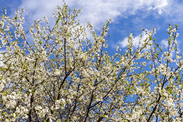 Blooming Apple tree against the sky. Background.