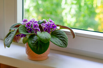 Flower pot with blossoming african violet flower on windowsill. Little flowers in lilac and pink...