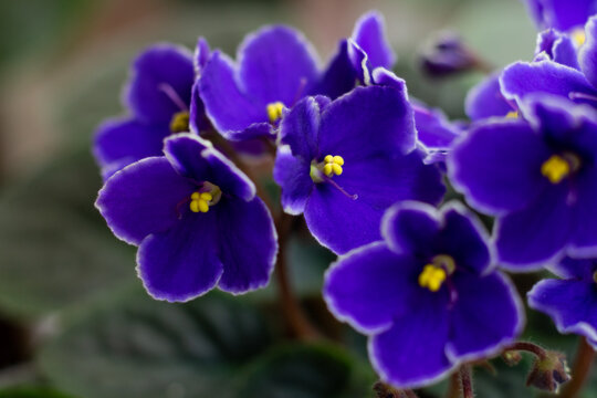 Macro photo of many blossoming african violet flower saintpaulia in blue colors.