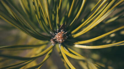 Naklejka na ściany i meble close-up photo of a coniferous tree branch