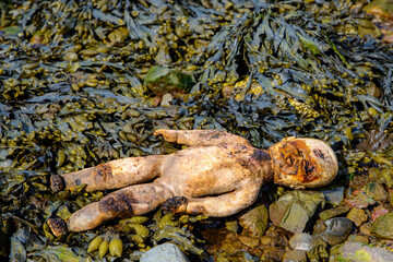 Old Doll Lying In Seaweed