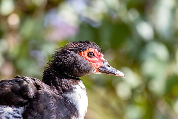 Domestic duck isolated in closeup. Selective focus