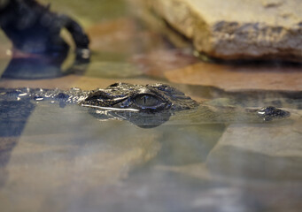 alligator in a pond