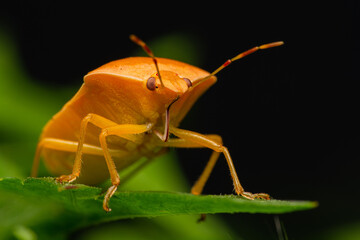 Orange Bug