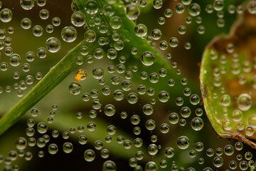 dew in spiderweb