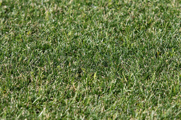 Texture of green grass background. Wallpaper