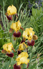 Hohe Garten-Schwertlilie oder Bart-Schwertlilie (Iris Barbata-Elatior 'Kupferhammer') Blütenfarbe....