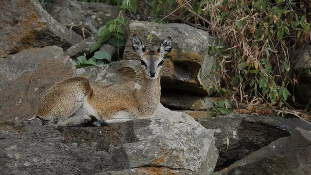Klipspringer Antelope in its natural environment