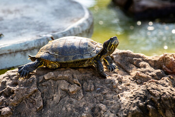 tropical freshwater turtle turtle isolated in selective focus