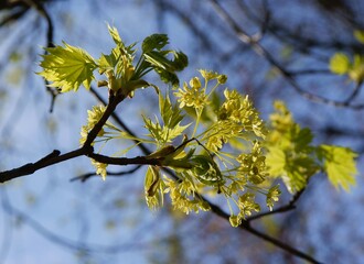 Maple tree blossoming at spring