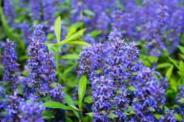 Natural floral background on a wild field of blue flowers