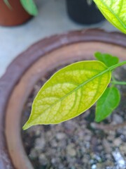 Green leaves of the Plant