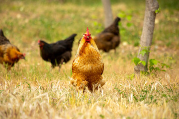 Roosters and chickens wandering in the garden