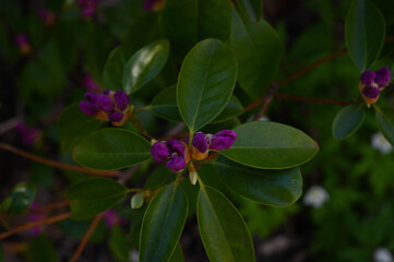 Obraz premium Close-up of a purple rhododendron buds