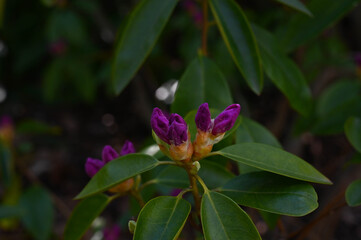 Close-up of a purple rhododendron buds