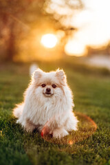 Cute cheerful spitz posing on green grass across the field. Dog on the background of nature