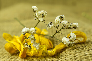 żółte, suche płatki kwiatów i małe białe kwiaty. © Krzysztof Głowacki