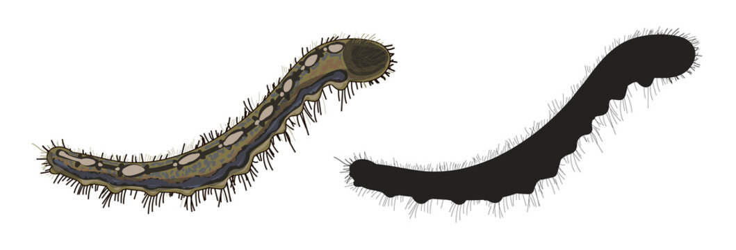 
Set of two caterpillars in cartoon style and black silhouette. The caterpillar of Malacosoma is brown and fluffy. Stock vector illustration isolated on white background