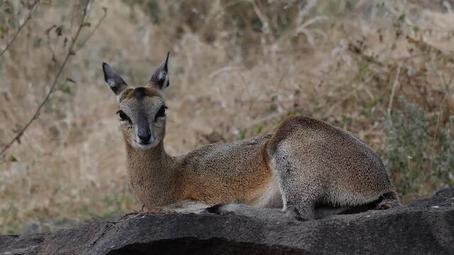 Klipspringer Antelope in its natural environment